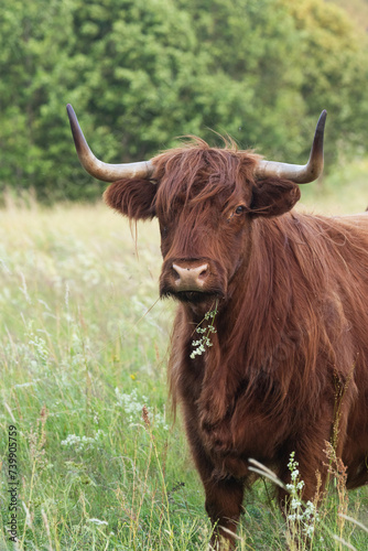 A large Highland cow with dark fur standing and staring on a wild meadow in Estonia, Northern Europe