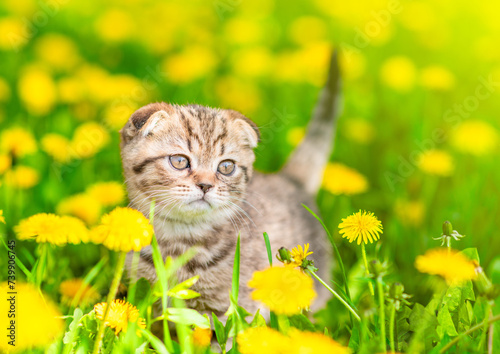 Cute taby kitten walks on dandelion lawn photo