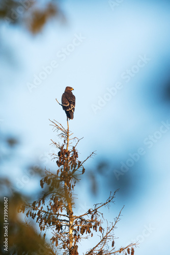 A juvenile Lesser spotted eagle perched on top of a tree on a late summer evening in Estonia, Northern Europe	 photo