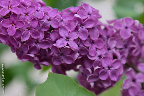 Closeup of common Lilac