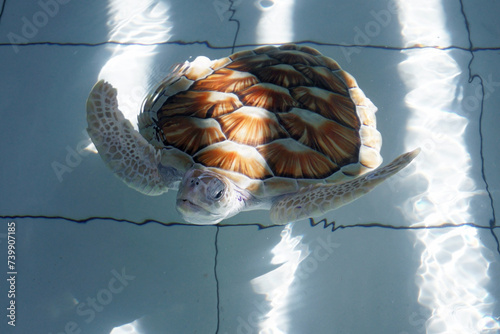 green sea turtle (chelonia mydas)
