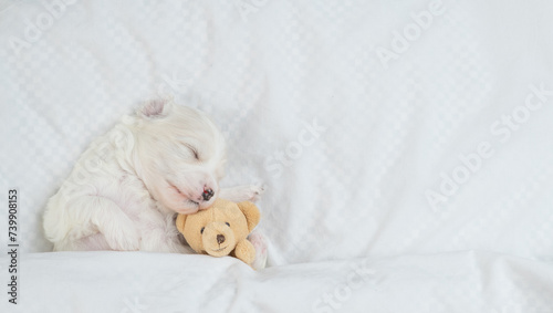 Cute white Lapdog puppies sleeps with toy bear under warm blanket on a bed at home. Top down view. Empty space for text