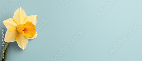 Minimalist single blooming Daffodil flower with leaf on soft blue pastel colors background with space for text created with Generative AI Technology 