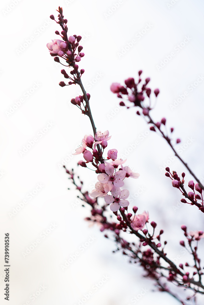Almond tree flowers in spring