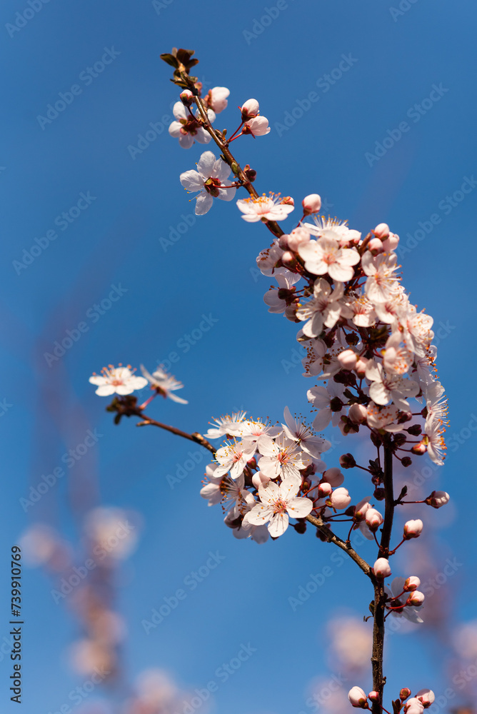 Almond tree flowers in spring