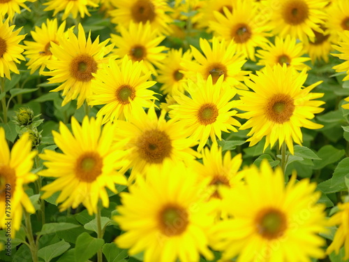 yellow flowers background