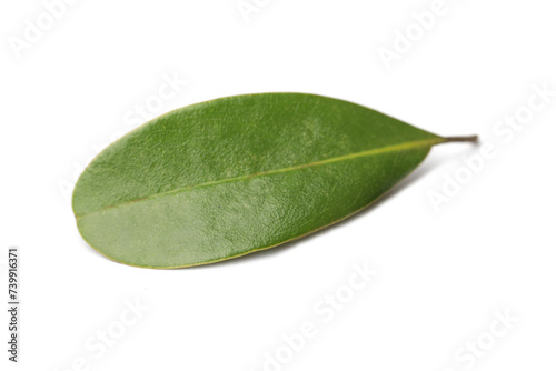 Magnolia green leaf on white background photo