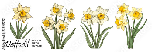 Daffodil, March Birth month flower colorful vector illustrations set isolated on transparent background. Floral Modern minimalist design for logo, tattoo, wall art, poster, packaging, stickers, prints photo