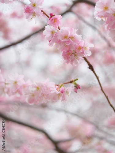 pink cherry blossom