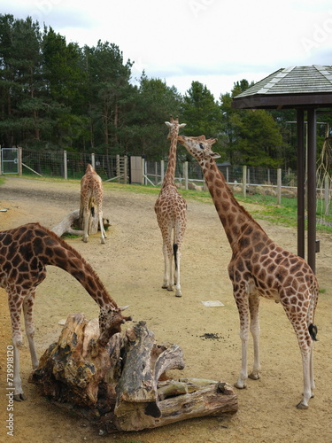 Canvas Print giraffes in zoo