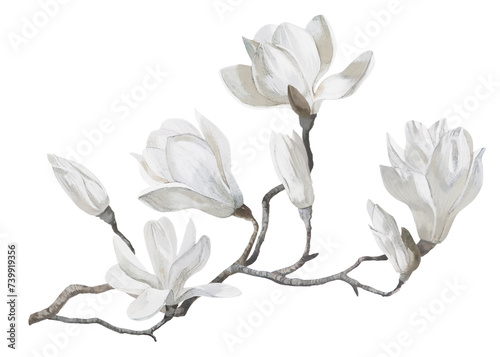 Decorative botanical watercolor branch with flowers. Magnolias spring blossom bouquet, boho composition. Design for holidays, weddings, invitations, cards