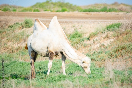 A lonely white camel walks in the steppe
