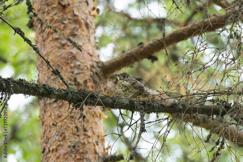 A juvenile Mistle thrush perched on a Pine branch during a summer day in Estonia  Northern Europe