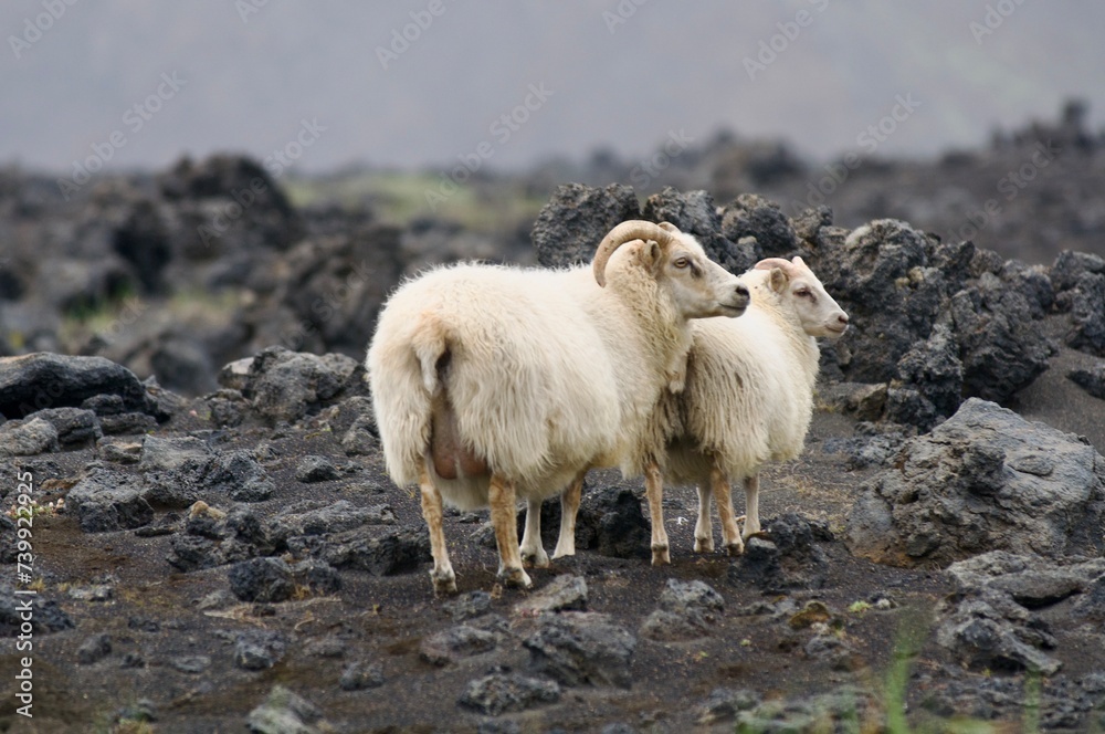 Fototapeta premium Landscapes from Iceland, SigöldugljufurCanyon, Tungnaárfell and goats