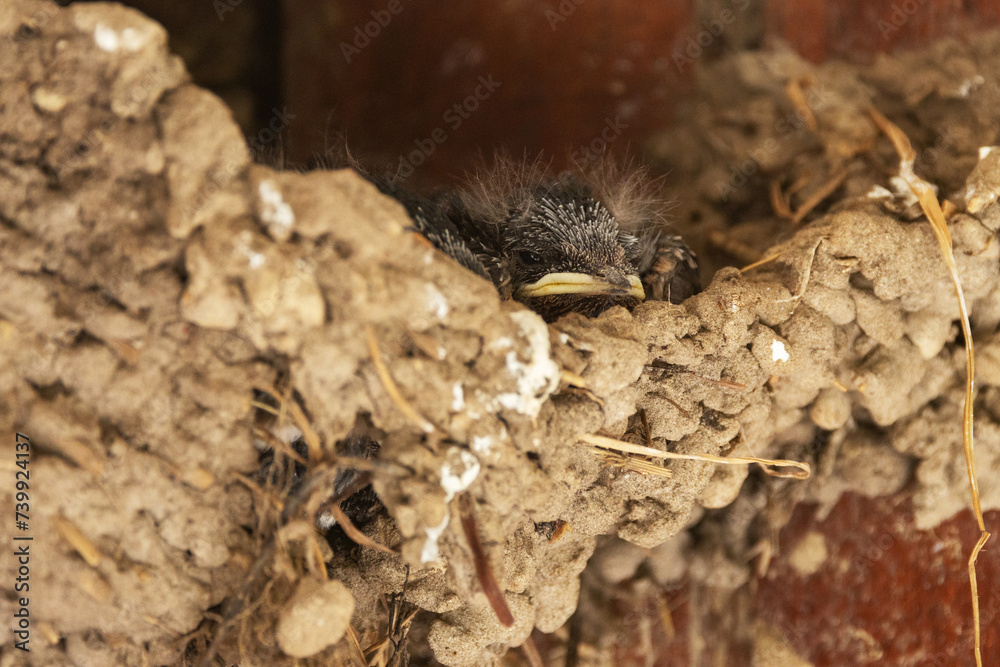 A tiny and vulnerable Barn swallow chick napping in a nest on a summer day in Estonia, Northern Europe