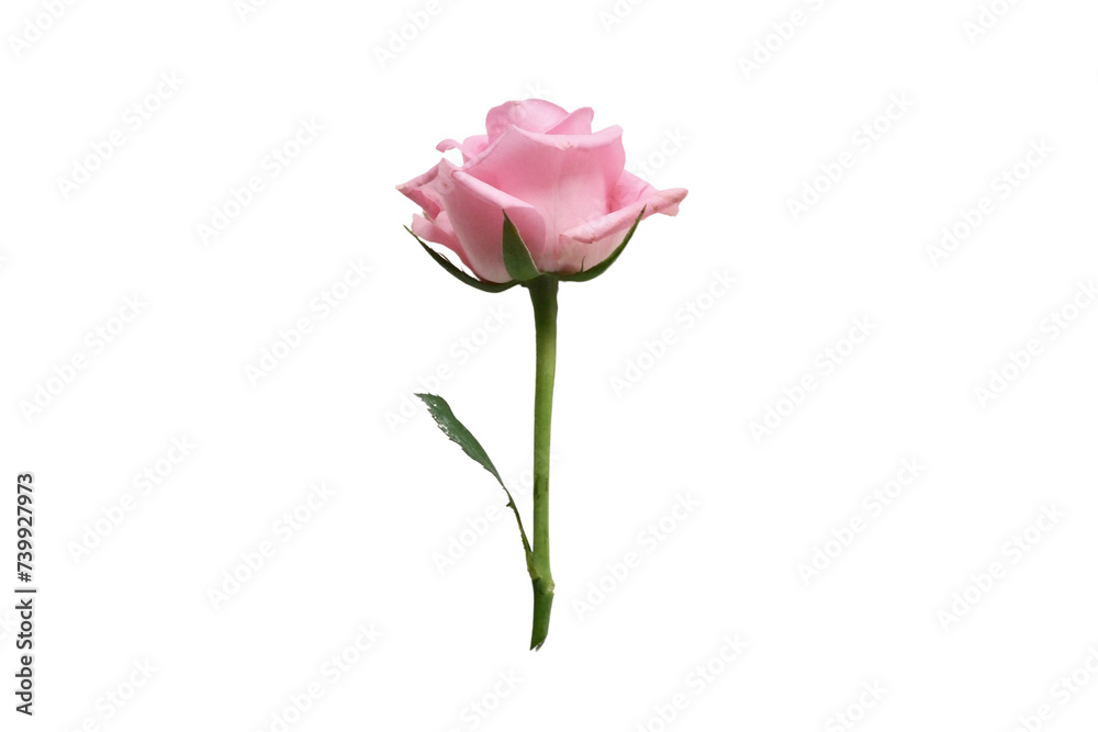 pink rose isolated on white ,rose, flower, isolated, pink, red, nature, love, beauty, single, leaf, white, elements , blossom, plant, romance, petal, gift, bouquet, stem, floral, flowers, roses, flora