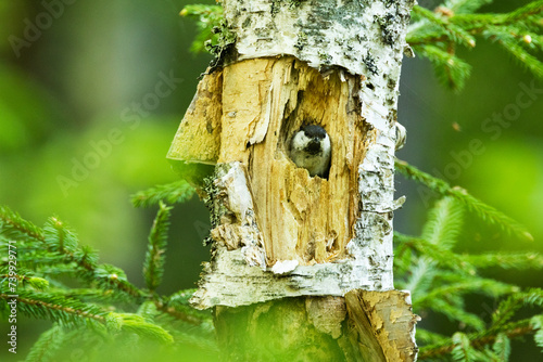 A small Willow tit on the entrance of a cavity nest in Birch tree in an Estonian boreal forest photo