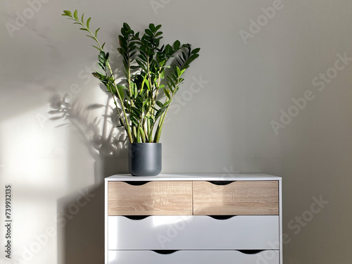 Zamioculcas plant in ceramic pot on dresser in home or office