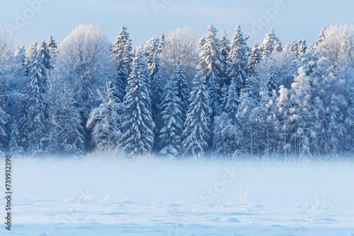 Fog rising on a field in front of a snowy forest in rural Estonia, Northern Europe 