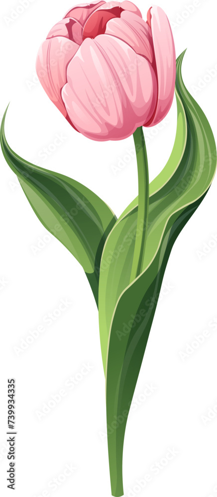 Tulip on a white background. Spring pink flower for Women s Day, Easter. Vector floral illustration. Tulip on a white background. Spring pink flower for Women s Day, Easter. Vector floral illustration.