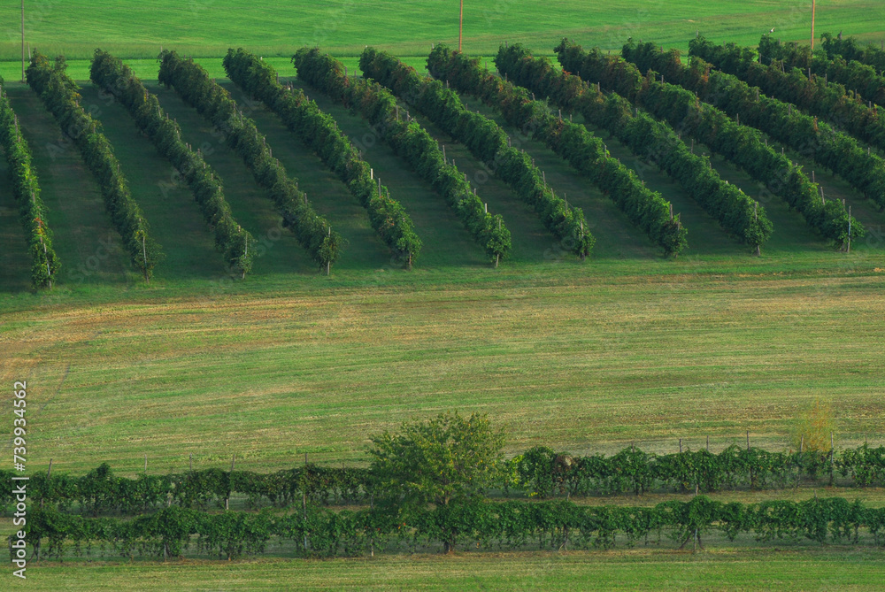 Aerial view of a vineyard of grapes for Lambrusco wine ready for harvest, Reggio Emilia, Italy