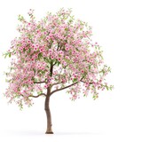 apple tree with flowers isolated on white background