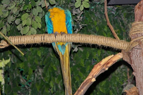 headless parrot photo