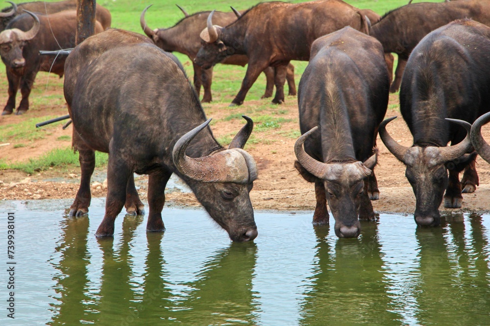 Obraz premium animals on safari