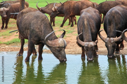 animals on safari