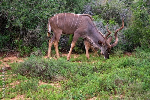 animals on safari