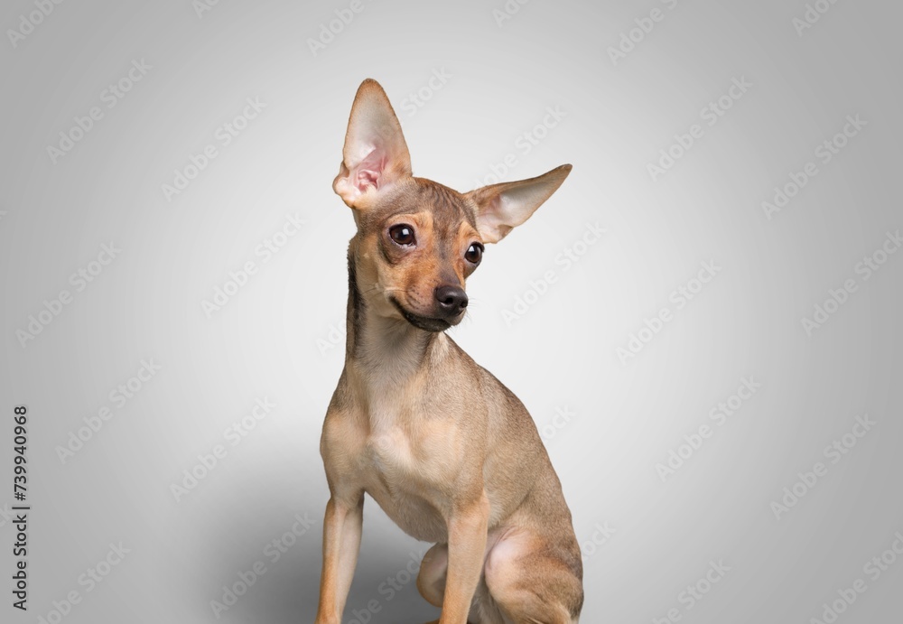 Cute small dog posing on background