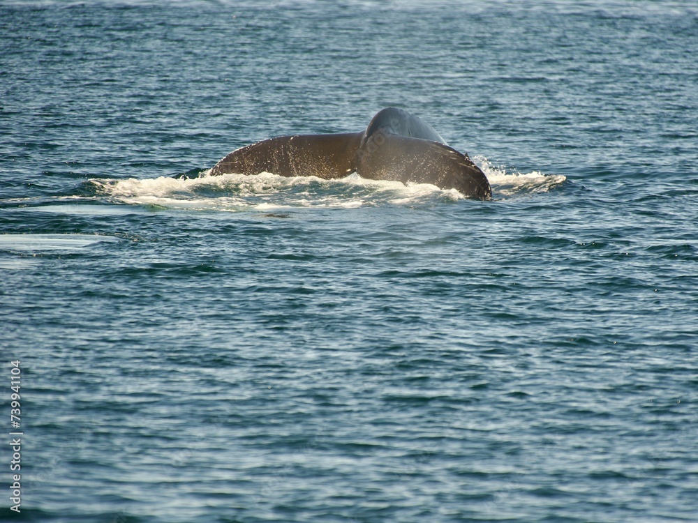 Fototapeta premium whale whatching Ísafjörður, Iceland