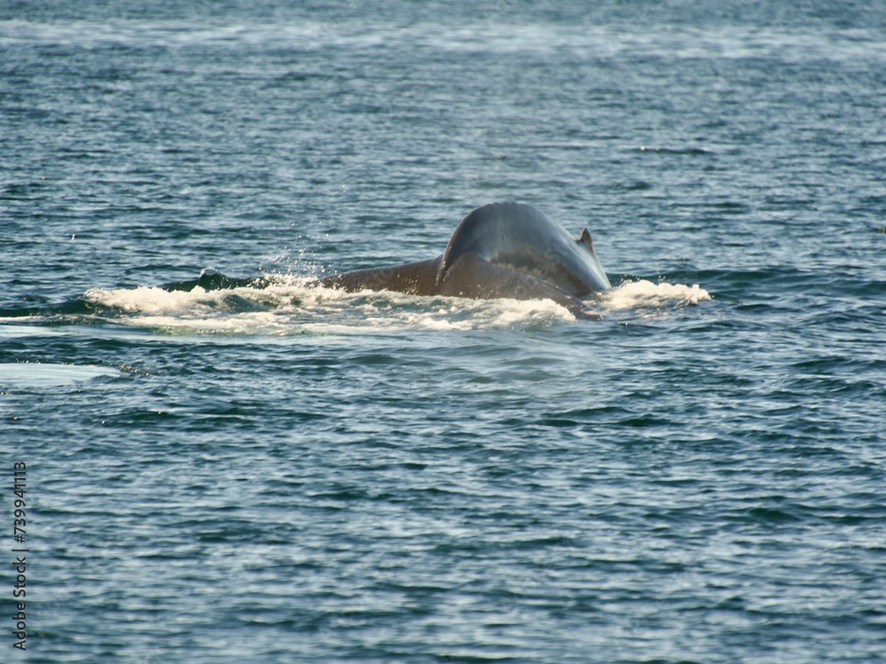 whale whatching Ísafjörður, Iceland whale whatching Ísafjörður, Iceland