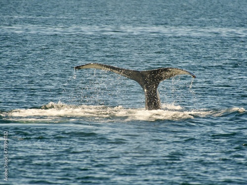 whale whatching Ísafjörður, Iceland © Massimiliano
