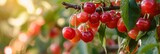 Collection of ripe red cherries on a branch in the garden, agribusiness business concept, organic healthy food and non-GMO fruits with copy space, banner