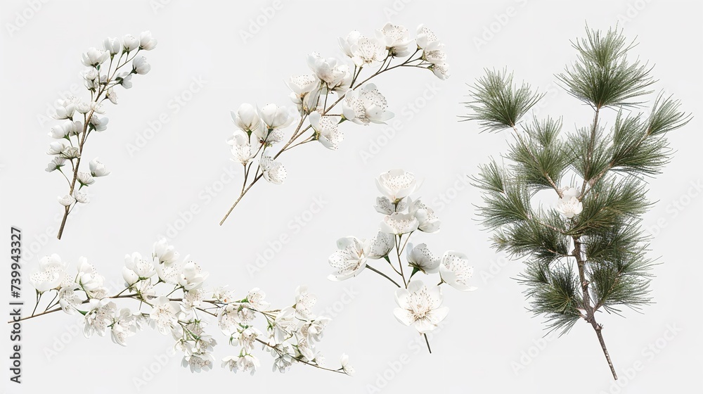 Collection of Pine Branches Flowers Isolated On

