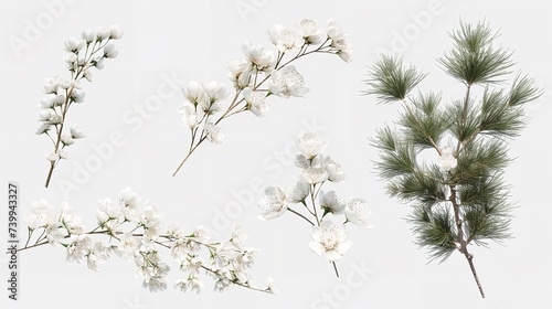 Collection of Pine Branches Flowers Isolated On