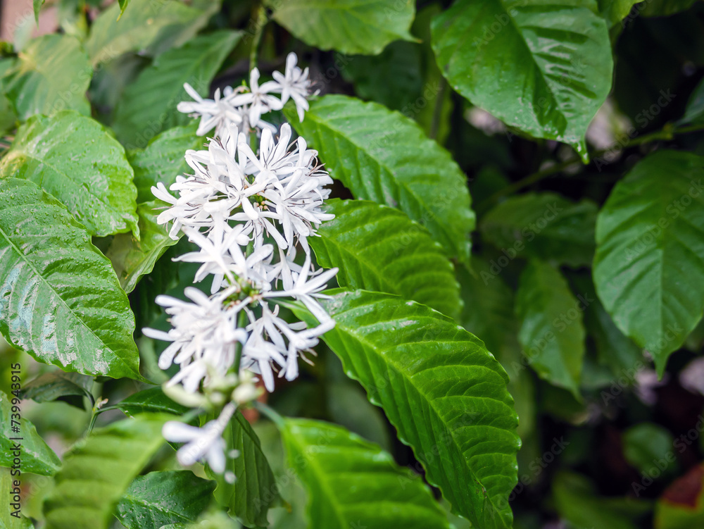 White coffee flowers blooming on coffee plants season and green coffee leaves. close-up White coffee flowers blooming on coffee plants season and green coffee leaves. close-up
