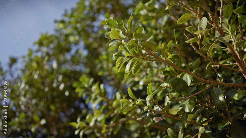 Closeup of a lush evergreen shrub in murcia, spain, with vibrant foliage under the sun. Closeup of a lush evergreen shrub in murcia, spain, with vibrant foliage under the sun.