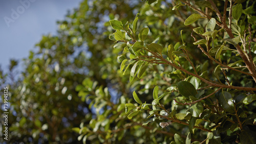 Closeup of a lush evergreen shrub in murcia, spain, with vibrant foliage under the sun.