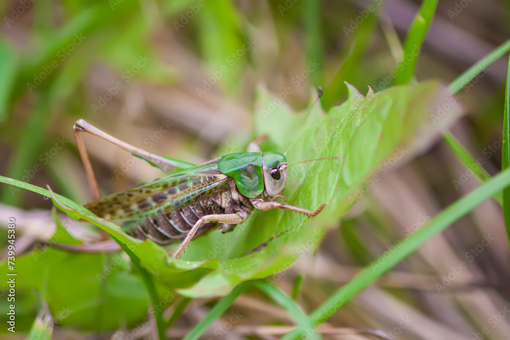 Fototapeta premium Meadow grasshopper on the plants close up.