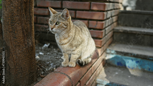 Alert tabby cat perches on a brick ledge by a tree in an outdoor urban setting, embodying city wildlife.