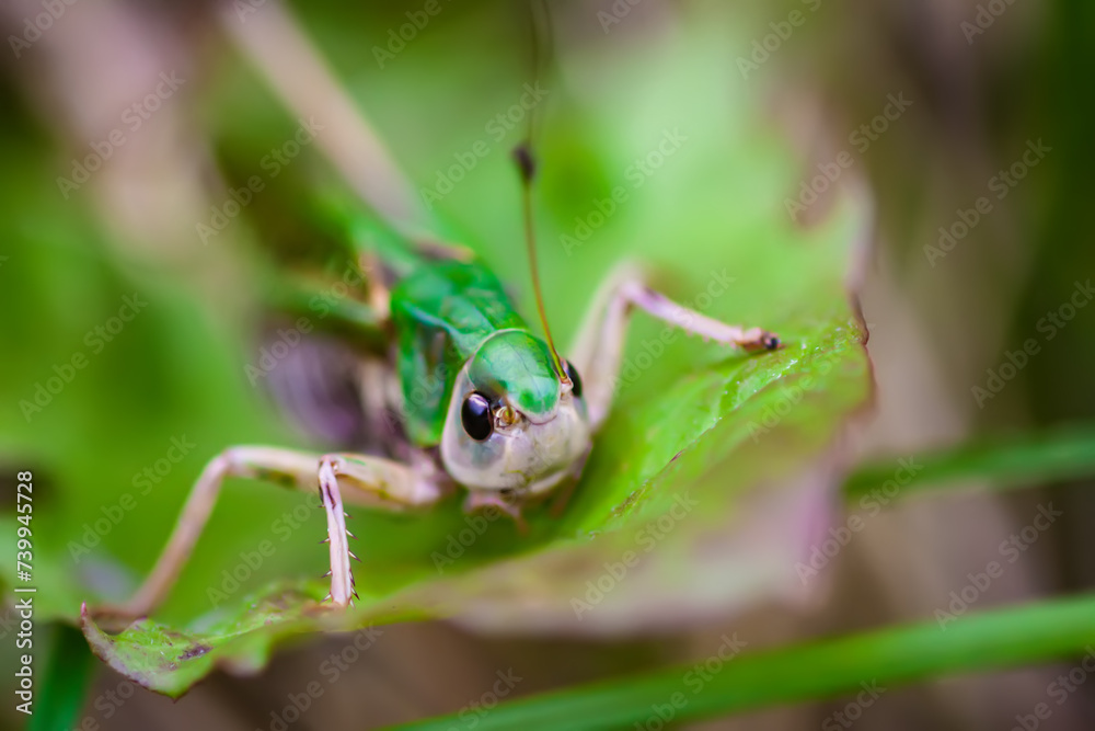 Meadow grasshopper on the plants close up. Meadow grasshopper on the plants close up.