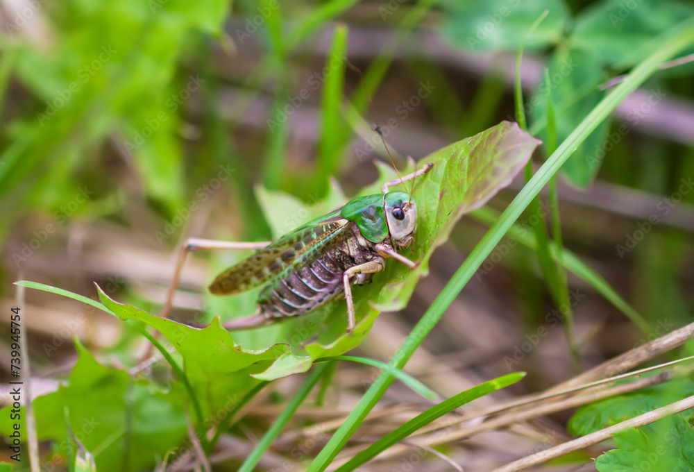 Meadow grasshopper on the plants close up. Meadow grasshopper on the plants close up.