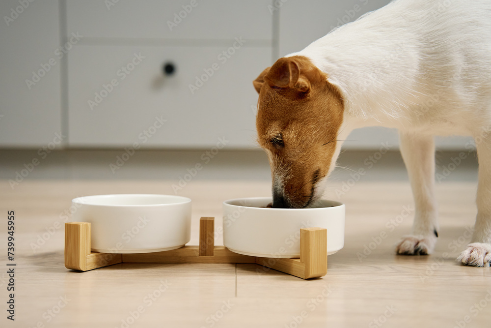 Dog eating dry food from a white bowl on the floor in kitchen, Hungry dog, Animal feeding and pet care
