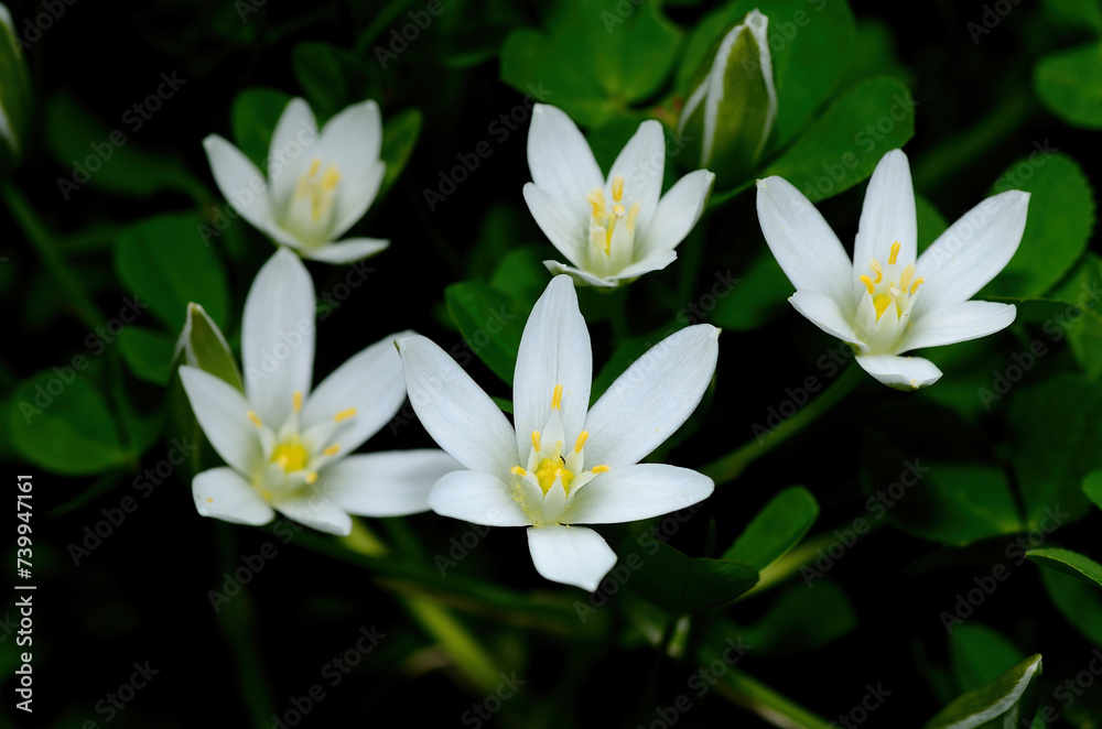 Ornithogalum umbellatum also known as the garden star ofBethlehem, grass lily a perennial bulbous flowering plant. Ornithogalum umbellatum also known as the garden star ofBethlehem, grass lily a perennial bulbous flowering plant.