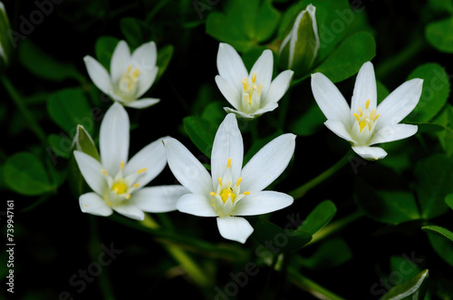 Ornithogalum umbellatum also known as the garden star ofBethlehem, grass lily a perennial bulbous flowering plant.