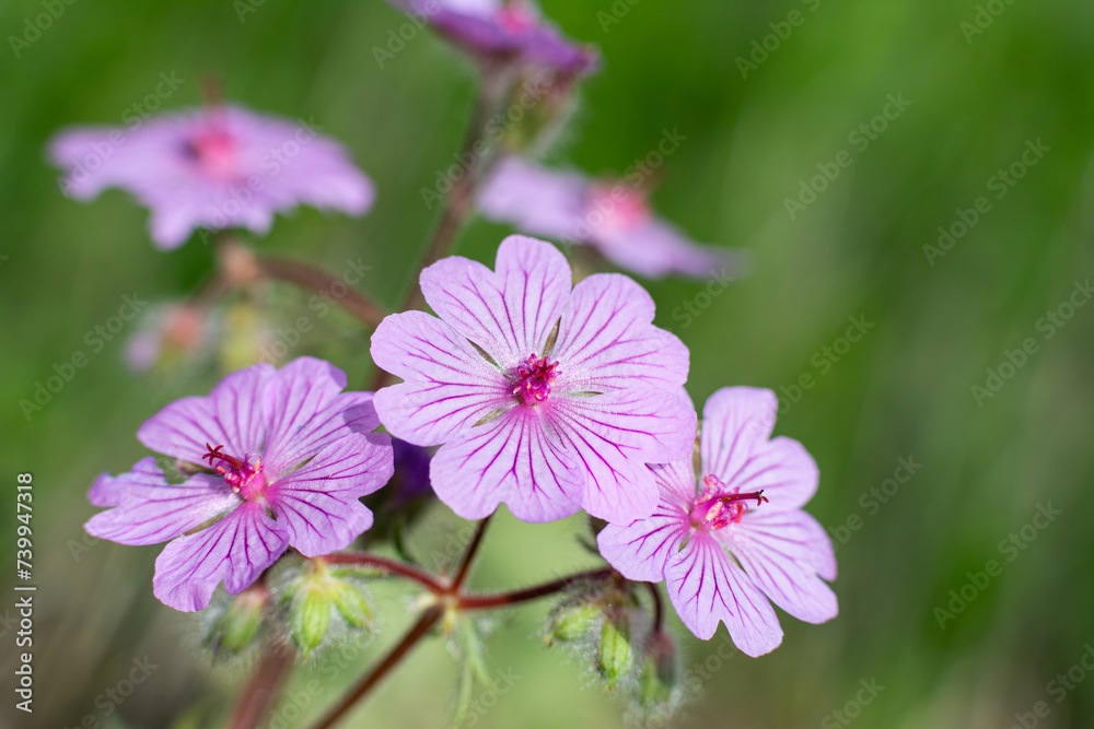 Purple coloured flowers in nature. Wild flower, scientific name; Geranium tuberosum Purple coloured flowers in nature. Wild flower, scientific name; Geranium tuberosum