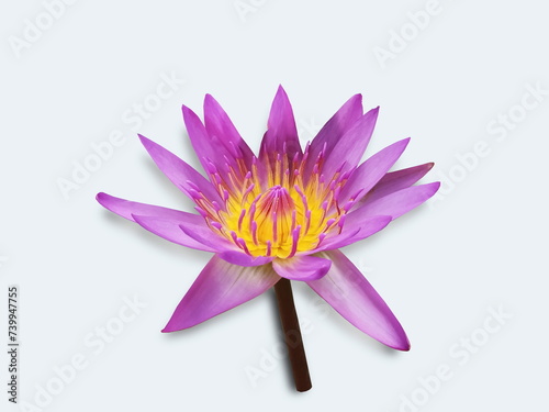 Water Lily (Nymphaea) or Lotus purple and white color blossom isolated on white background.