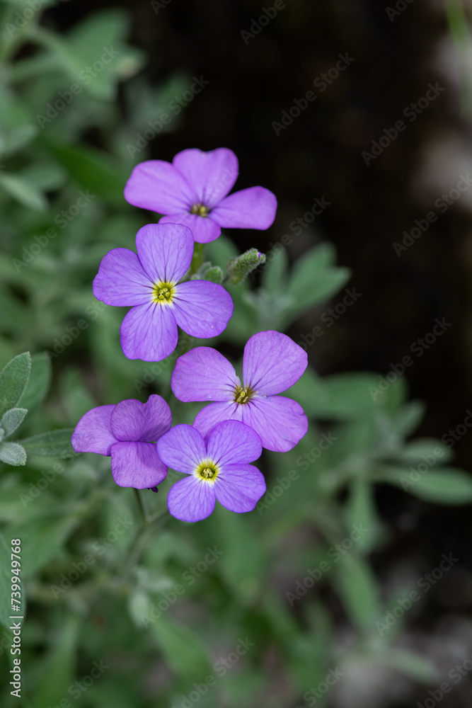 Purple rock cress (Aubrieta deltoidea). Close up of purple blossoms of Aubrieta flowers. Purple rock cress (Aubrieta deltoidea). Close up of purple blossoms of Aubrieta flowers.